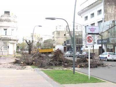 Reemplazan las especies arb�reas en la Plaza 25 de Mayo