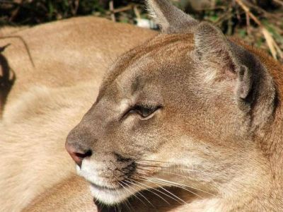 Caen cazadores traficantes de fauna aut�ctona protegida