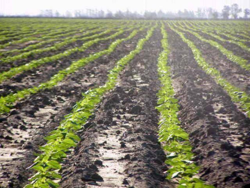 Las lluvias de agosto sostienen el optimismo