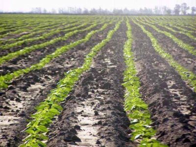 Las lluvias de agosto sostienen el optimismo