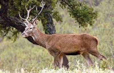 Sacar�n ciervos y jabal�es del Parque Luro y los entregar�n a cotos de caza