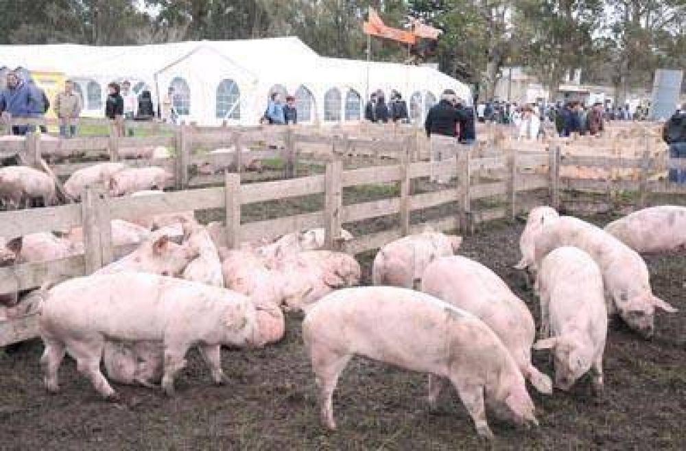 Aspiran a lograr el autoabastecimiento en carne de cerdo