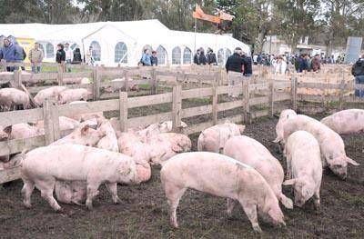 Aspiran a lograr el autoabastecimiento en carne de cerdo