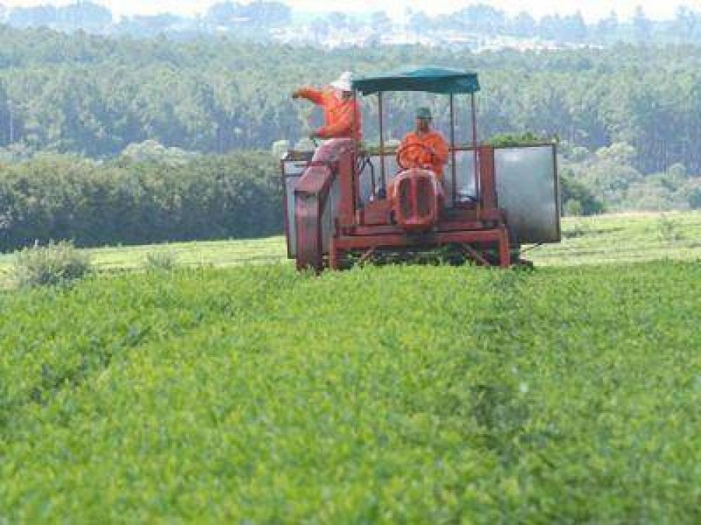 Sin precio establecido, la pr�xima semana arranca la zafra tealera