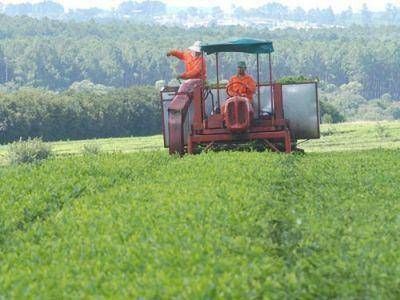 Sin precio establecido, la pr�xima semana arranca la zafra tealera