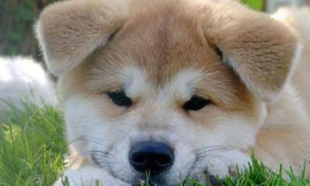 Unos 250 mil perros conviven en el Gran Mendoza con un mill�n de habitantes