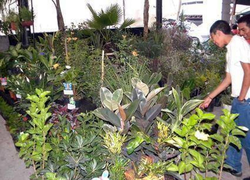 Realizan hoy Una �Expo feria de plantas�