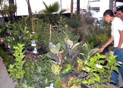 Realizan hoy Una �Expo feria de plantas�