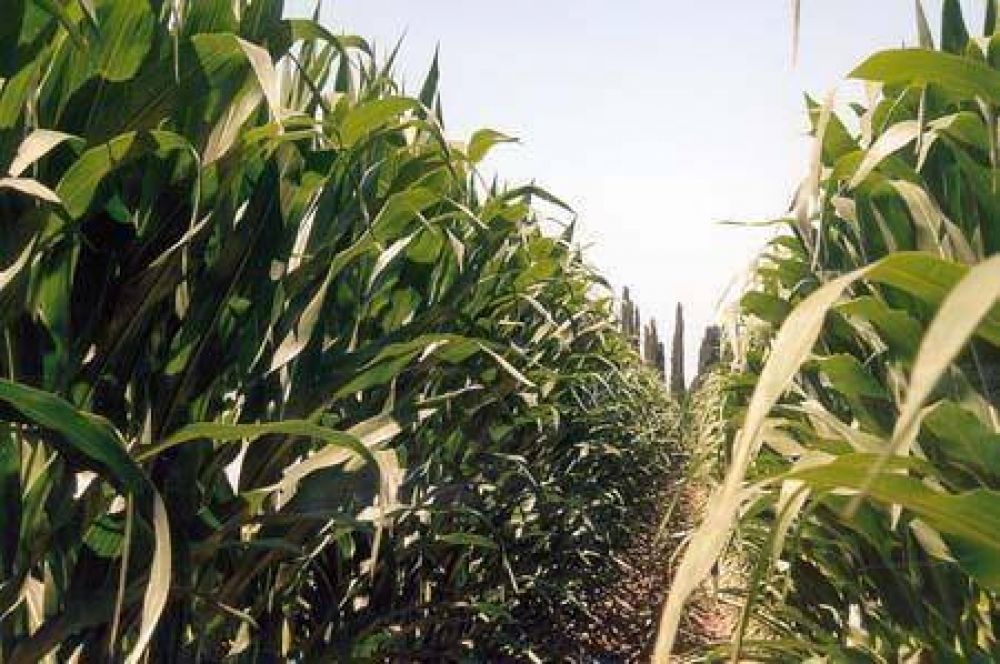 Inundaciones: comienzan a sembrar ma�z y planifican actividades para los pr�ximos meses en materia de agricultura y ganader�a