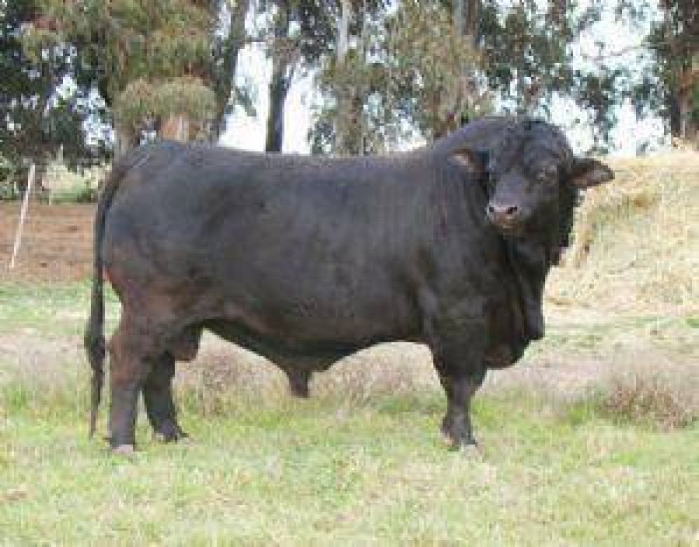 �Seremos proveedores de carne al mundo�