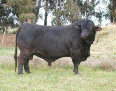 �Seremos proveedores de carne al mundo�