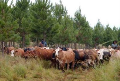  El plan contra la tuberculosis bovina es obligatorio en el pa�s