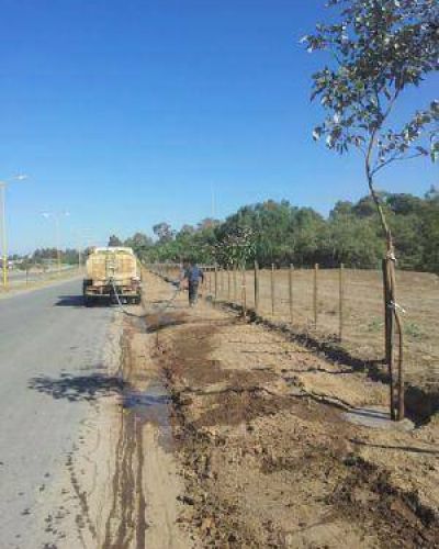 El municipio entreg� 300 �rboles
