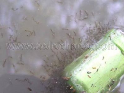 Dengue: Intensifican el trabajo de prevenci�n en Charata