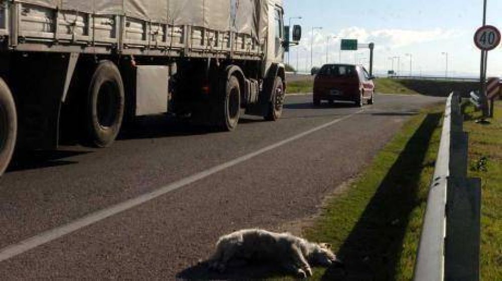 Cementerio de animales