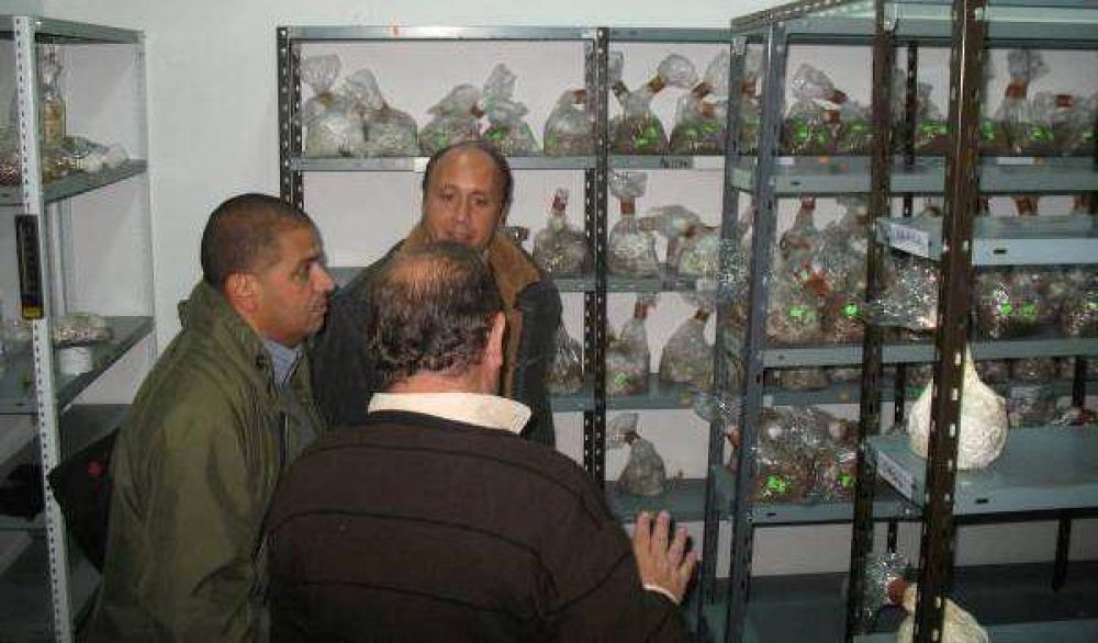 Pdo. de La Costa - Buscan nuevas formas de cultivar hongos comestibles