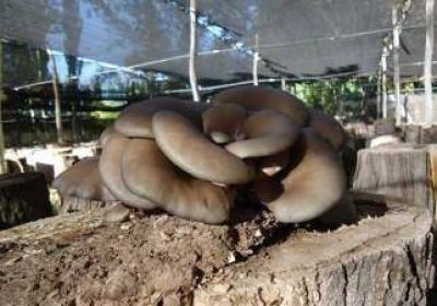 Neuqu�n posee la mayor producci�n de g�rgolas del pa�s 