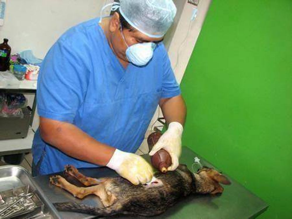 Ambiente ya estereliz� a 7 mil animalitos