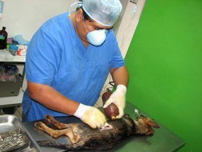 Ambiente ya estereliz� a 7 mil animalitos