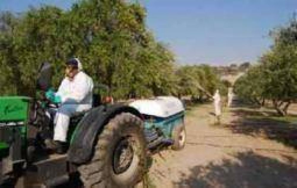 Golpea y alarma a los olivicultores riojanos el aumento de plagas