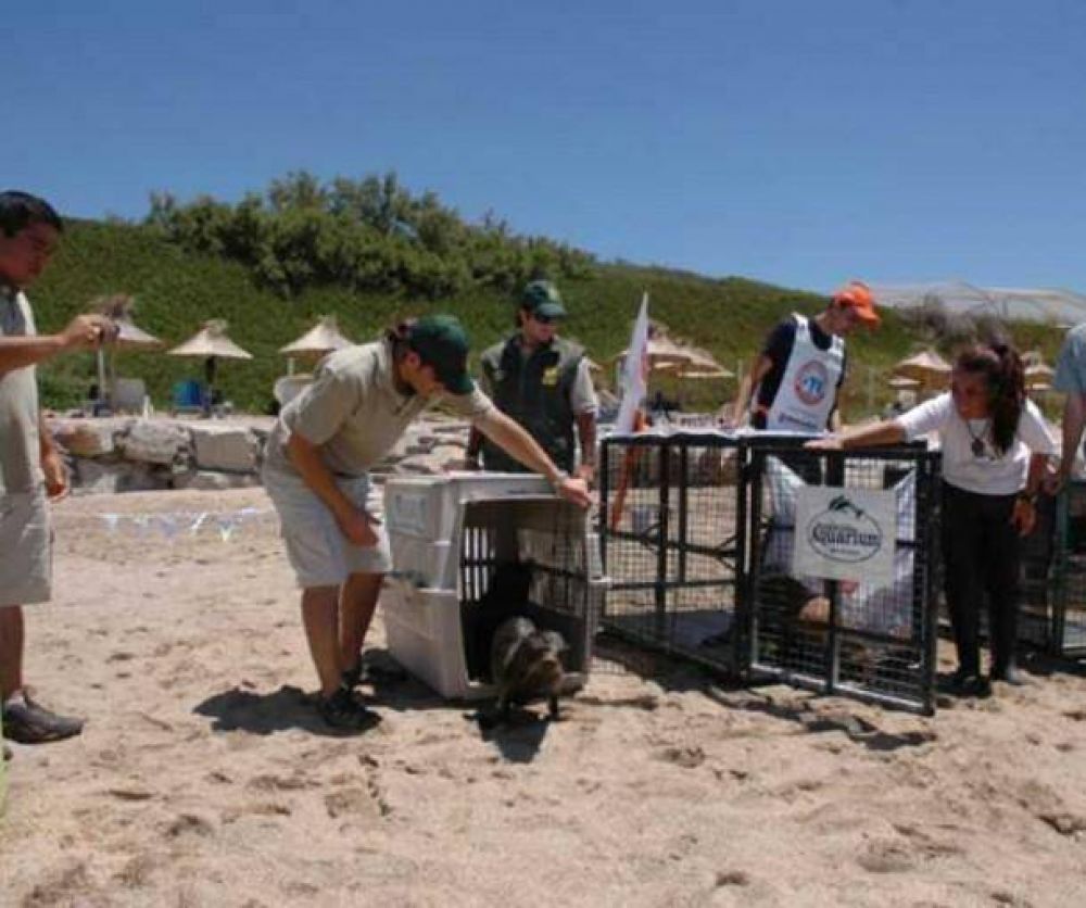 Liberan a tres lobos marinos curados en la Fundaci�n Aquarium