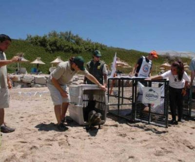 Liberan a tres lobos marinos curados en la Fundaci�n Aquarium