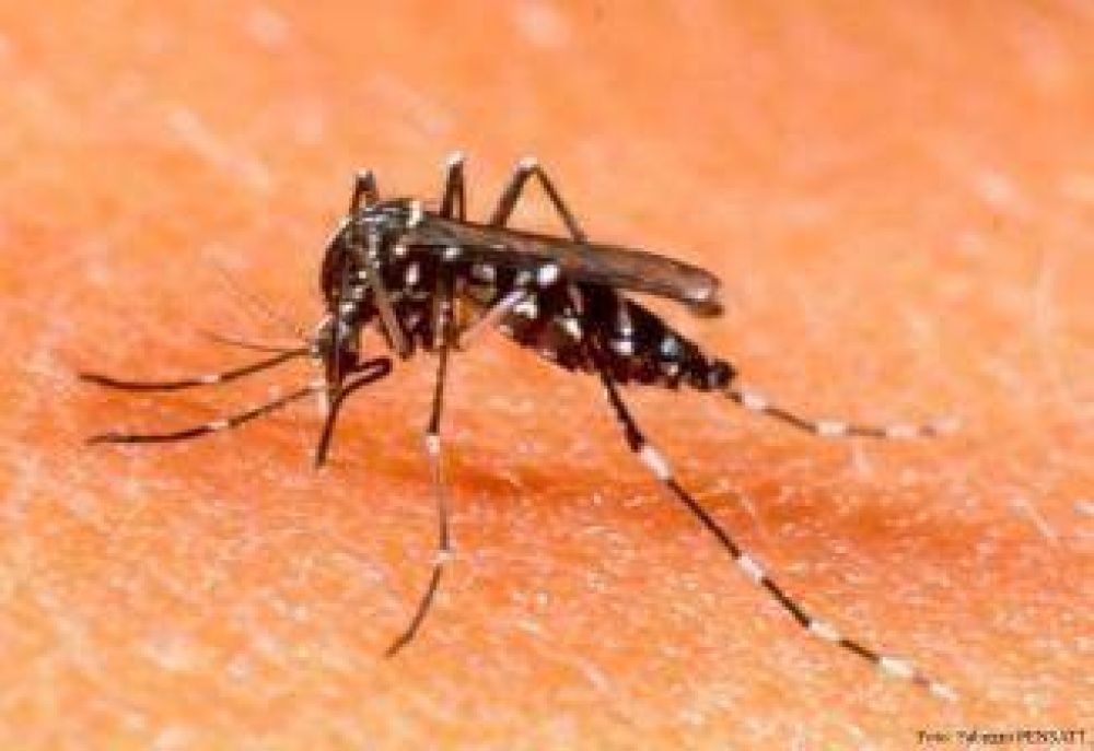 Se lanz� la campa�a contra el dengue 2012 y las medidas de prevenci�n
