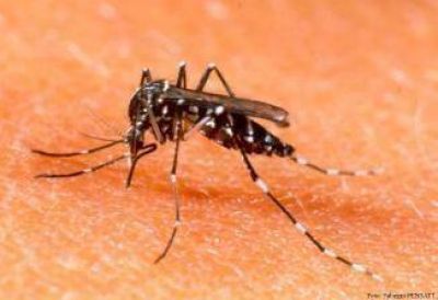 Se lanz� la campa�a contra el dengue 2012 y las medidas de prevenci�n