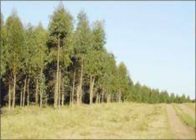 Misiones es la provincia que m�s productores de bosques incorpor� en la �ltima d�cada