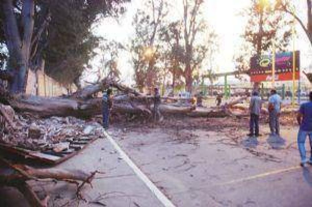 Cay� a�ejo eucalipto sobre Av. Rivadavia