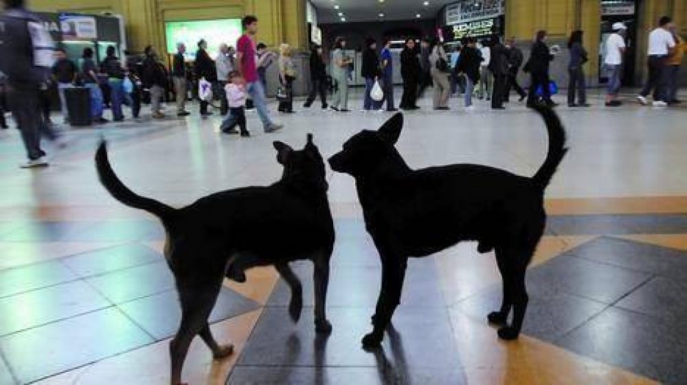 En la Ciudad ya hay 100.000 perros y gatos abandonados