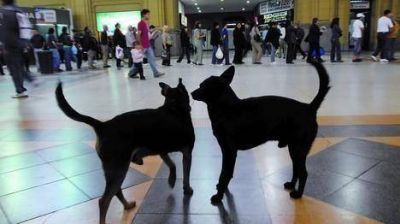 En la Ciudad ya hay 100.000 perros y gatos abandonados
