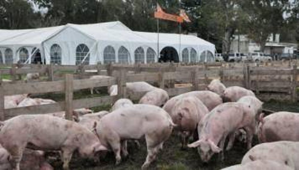 Exportadores brasile�os de carne de cerdo denuncian nuevas trabas argentinas