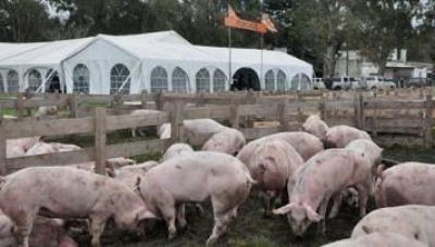 Exportadores brasile�os de carne de cerdo denuncian nuevas trabas argentinas