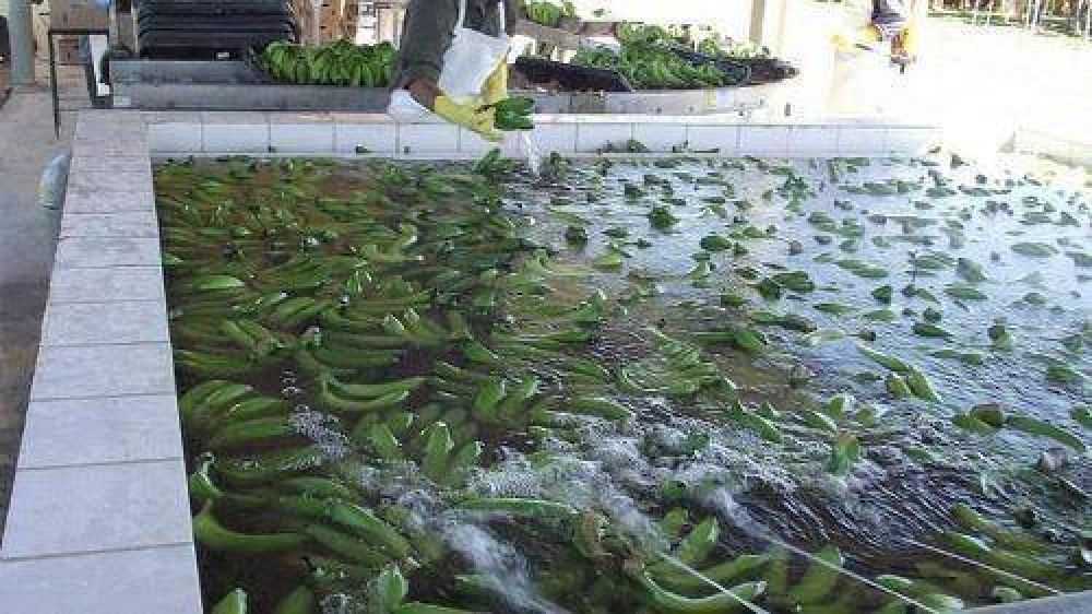Difunden sobre los avances que se logran en la producci�n de banana
