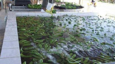 Difunden sobre los avances que se logran en la producci�n de banana
