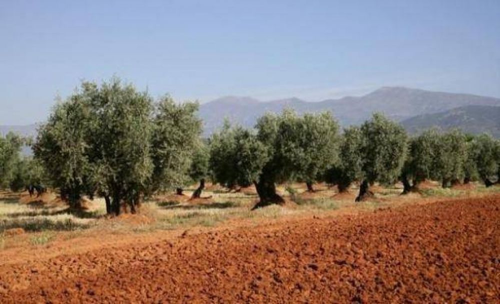 Pide auxilio la industria del olivo: 14 firmas al borde de la quiebra