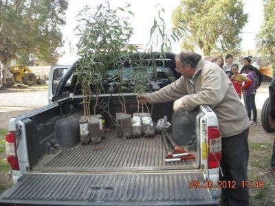 Contin�a el plan de forestaci�n en Chasic�
