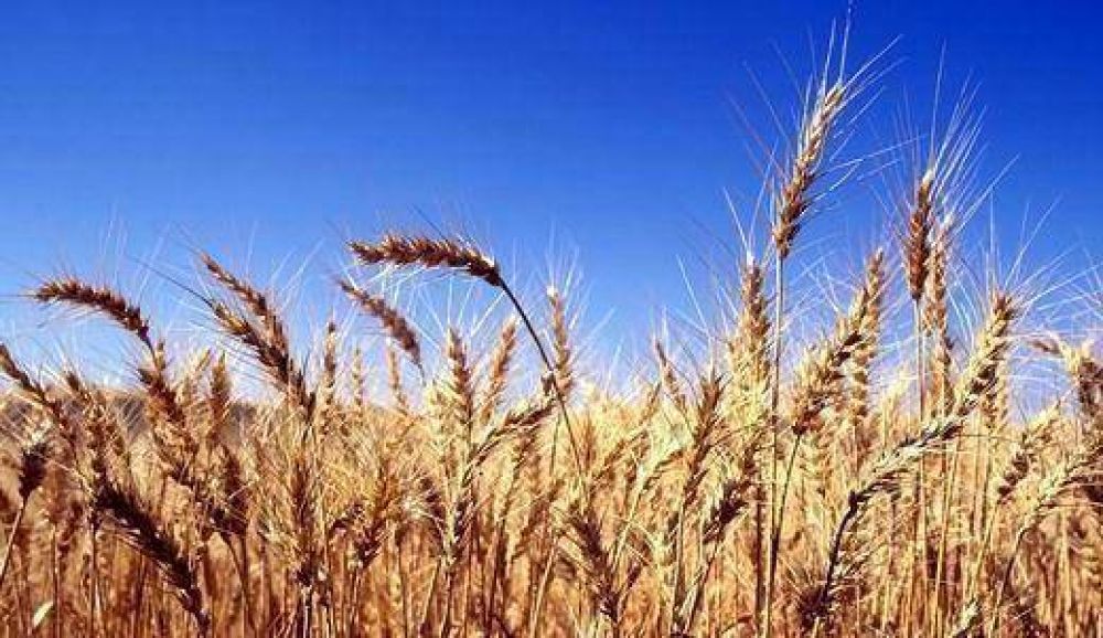 Trigo: producci�n ser�a de u$s 354 M en 2012/13