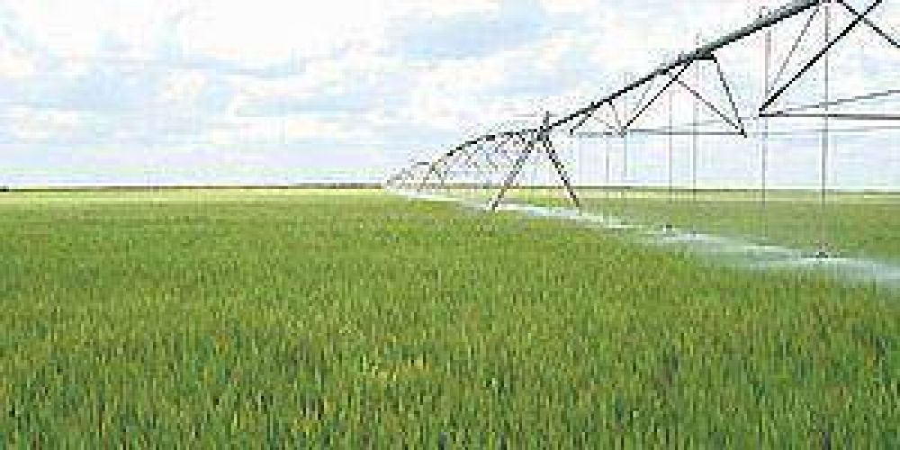 Arranc� la siembra en el cultivo de arroz en la provincia