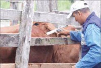 El lunes comenzar� la vacunaci�n contra la aftosa en la provincia