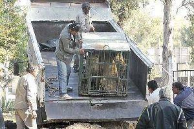 Rescatan a tres leones en lamentables condiciones