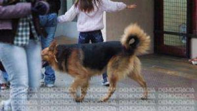 M�s de 30 heridos por semana en Jun�n por las mordeduras de perros callejeros