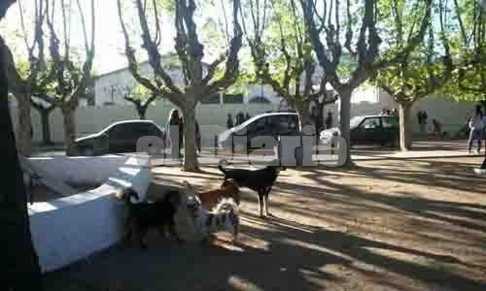 Preocupa la proliferaci�n de perros en las calles de la ciudad