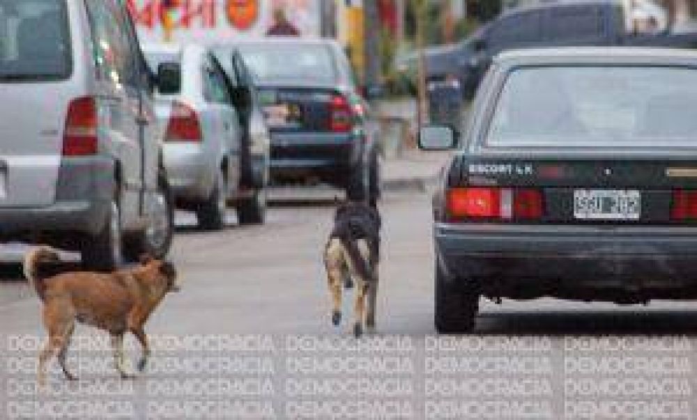 Gorer culp� �a la sociedad� por los perros callejeros