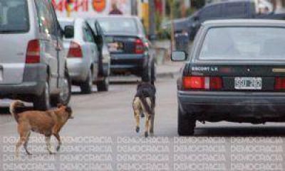 Gorer culp� �a la sociedad� por los perros callejeros