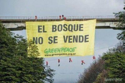 Eidico intim� a Greenpeace por denuncia sobre violaci�n de la Ley de Bosques