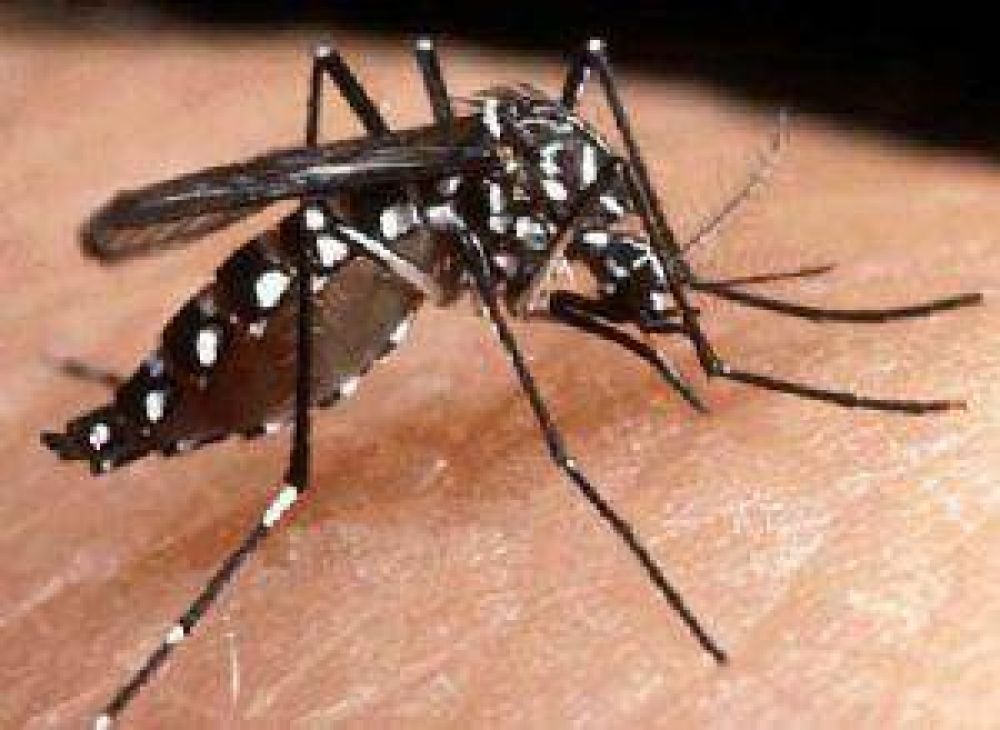 Se comenzar� a centrar la atenci�n en el dengue