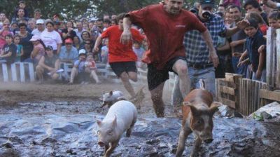 Puerco Ara�a, el m�s veloz en la 9� Carrera de Chanchos