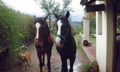 Proponen incorporar el derecho animal en la reforma del C�digo Civil